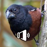 Canto de Curió Praia