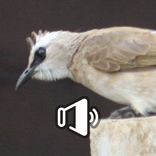 Burung Trucukan Gacor