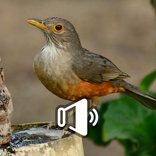 Canto Del Zorzal Colorado