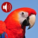 Animals Ringtone And Wallpaper APK