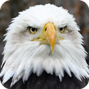 HD Eagle Wallpaper APK