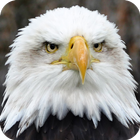 HD Eagle Wallpaper আইকন