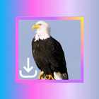 For EagleGet Video Downloader icône