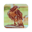 ”Eagle Wallpaper