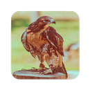 Eagle Wallpaper APK