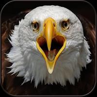 پوستر Eagle Wallpaper HD