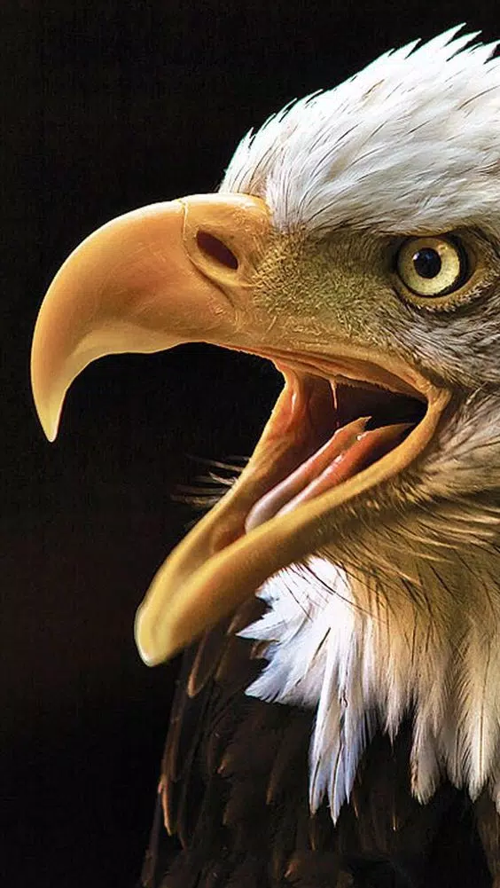 Eagle Wallpaper HD APK for Android Download Eagle Wallpaper HD APK for Android Download