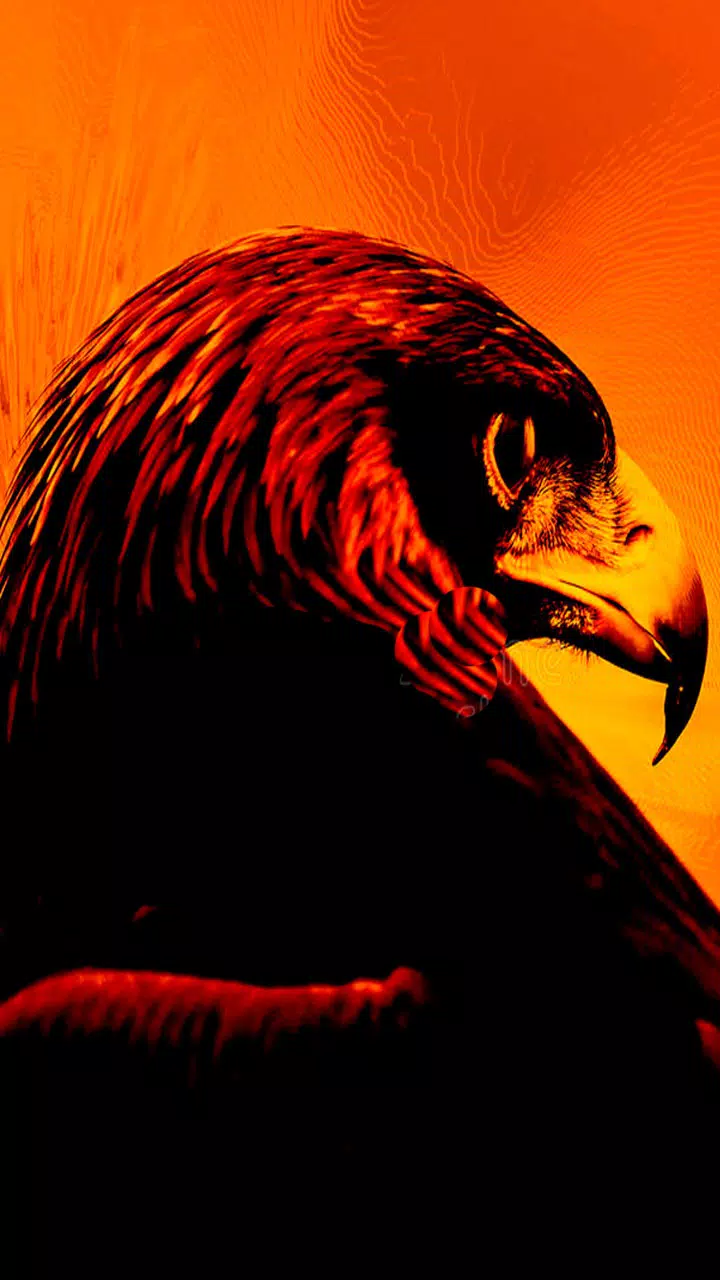 Eagle Wallpaper HD APK for Android Download Eagle Wallpaper HD APK for Android Download