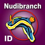Nudibranch ID EAtlantic MedSea