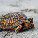 Eastern Box Turtle Care Guide APK