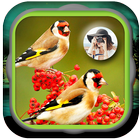 Birds HD Photo Frames and Live Wallpapers आइकन