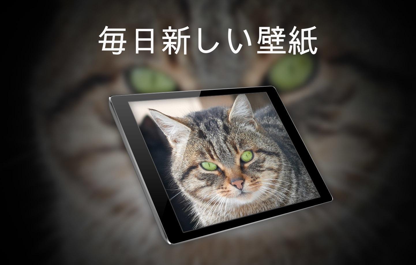 Android 用の 壁紙 猫 Apk をダウンロード
