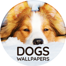 Wallpapers 4K met honden-APK