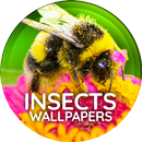 Wallpapers 4K met insecten-APK