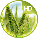 Afbeeldingen met planten-APK