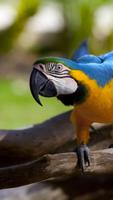 HD Bird Wallpapers স্ক্রিনশট 3