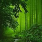 Forest Wallpapers icon