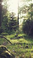 Forest Wallpapers screenshot 1