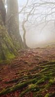 Fonds d'écran Forêt capture d'écran 3