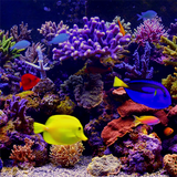 APK Amazing Aquariums In HD