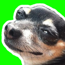 Stickers memes perros WASticke aplikacja