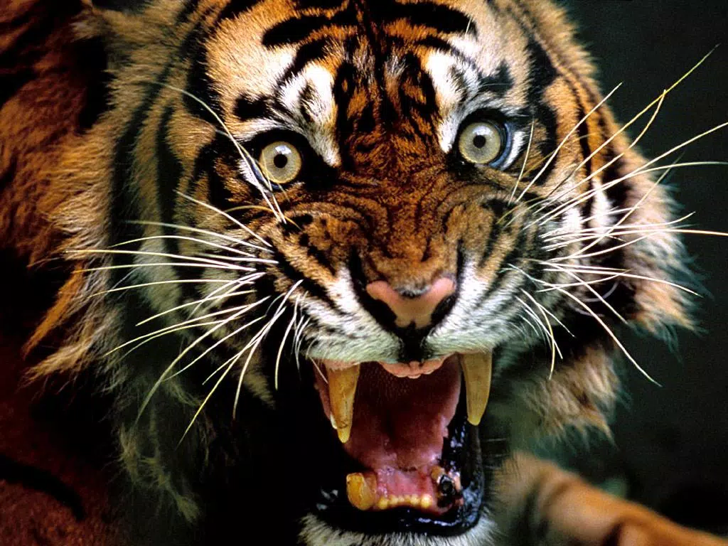 Sumatran Tiger Wallpaper Full HD APK for Android Download Sumatran Tiger Wallpaper Full HD APK for Android Download