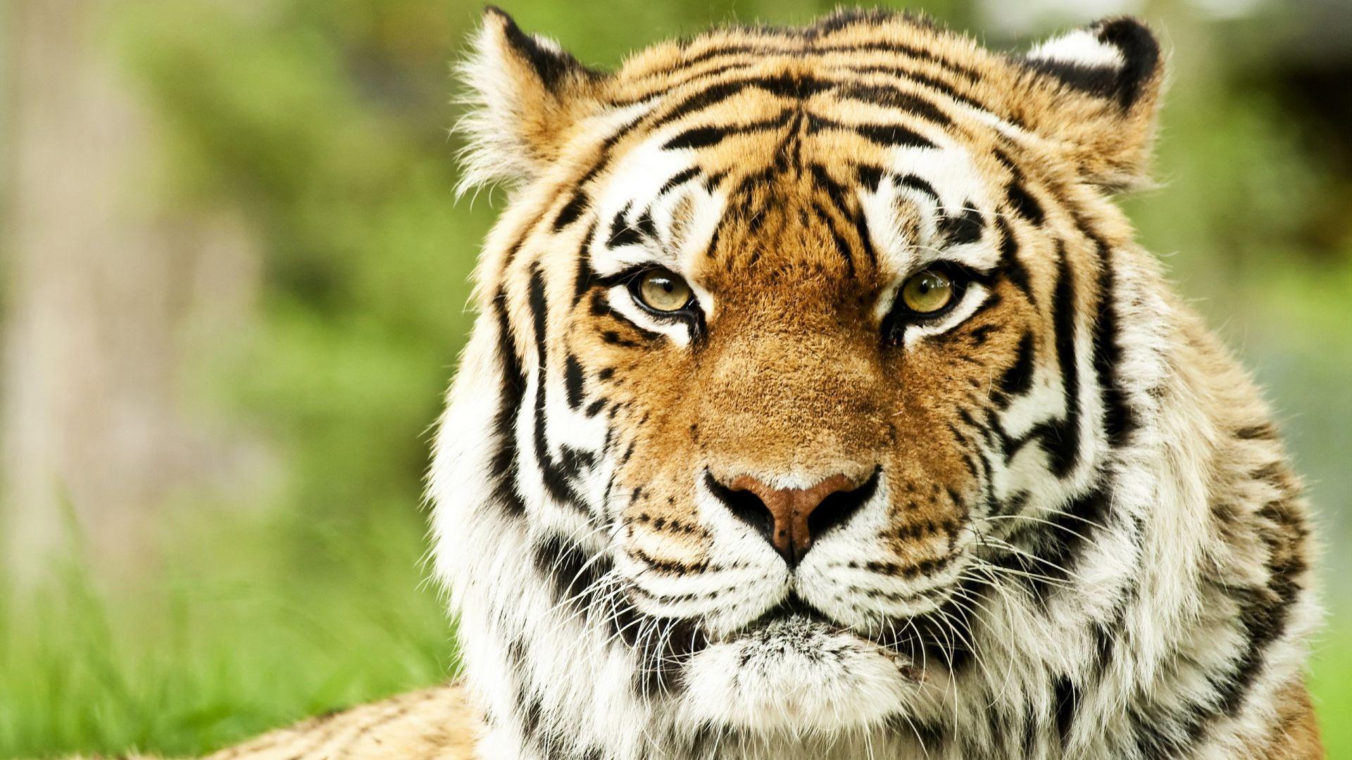 New Tiger 3D Wallpaper APK pour Android Télécharger New Tiger 3D Wallpaper APK pour Android Télécharger