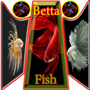 BettaFish Wallpaper APK