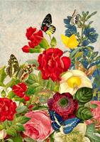 Farfalla Wallpaper Affiche