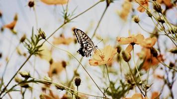2 Schermata Farfalla Wallpaper