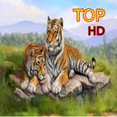 Tiger Sumatra Wallpaper APK