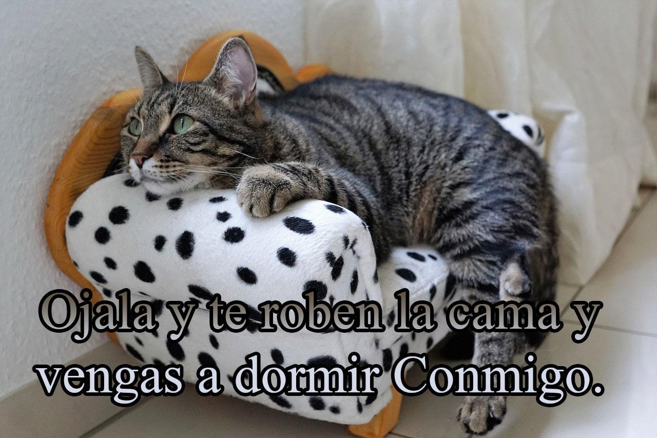 Frases Chistosas de Buenas noches, Graciosas... APK für Android herunterladen Frases Chistosas de Buenas noches, Graciosas... APK für Android herunterladen