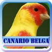 Canario Belga Campainha Comple