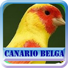 Canario Belga Campainha icône