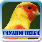 Canario Belga Campainha icon