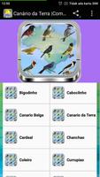 Canario Belga Campainha screenshot 3