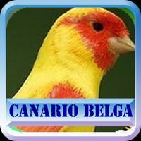 Canario Belga Campainha Affiche