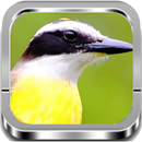 Canto De BemTeVi |Completos APK