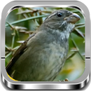 Chanchão Só Canto APK
