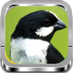 Canto De Bigodinho Mp3 APK download