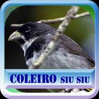 Canto do Coleiro Siu Siu poster