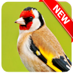 European Goldfinch Bird