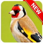 European Goldfinch Bird ícone