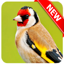 European Goldfinch Bird APK