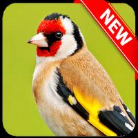European Goldfinch Bird Cartaz