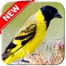 Canto De Pintassilgo Mp3 APK