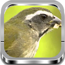 Trinca Ferro |Completos APK