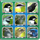 Birdsong Complete | Offline Audio icon