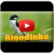 Bigodinho Cantando Tui Tui