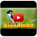 Bigodinho Cantando Tui Tui APK